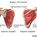What You Need to Know About the Pitching Shoulder