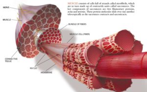 Fast Twitch Muscle Fiber Pitching