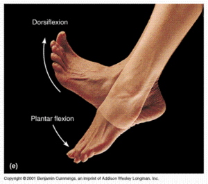 Dorsiflexion Pitching