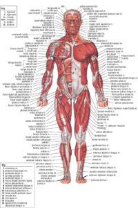 Human muscular-system