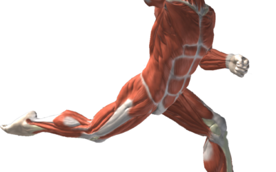 The Arm Action of a High Velocity Pitcher