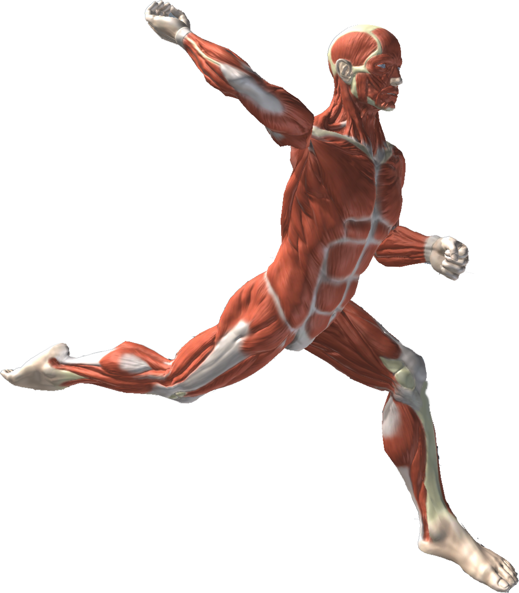 The Arm Action of a High Velocity Pitcher TopVelocity