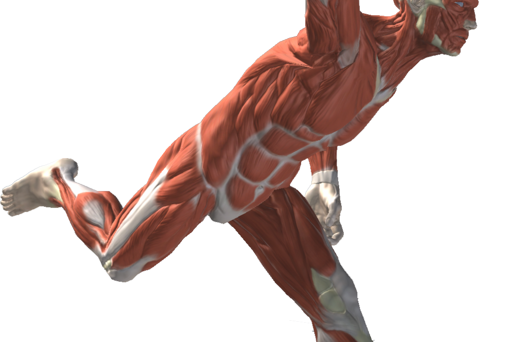 What muscles are important for playing baseball?