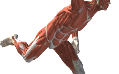 What muscles are important for playing baseball?