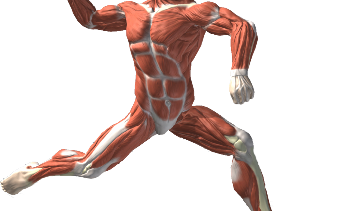 Most Important Muscles Used in Throwing a Baseball