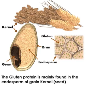 absorption of nutrients