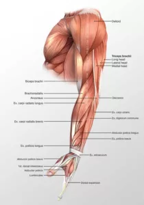 Muscles to Work Out to Throw