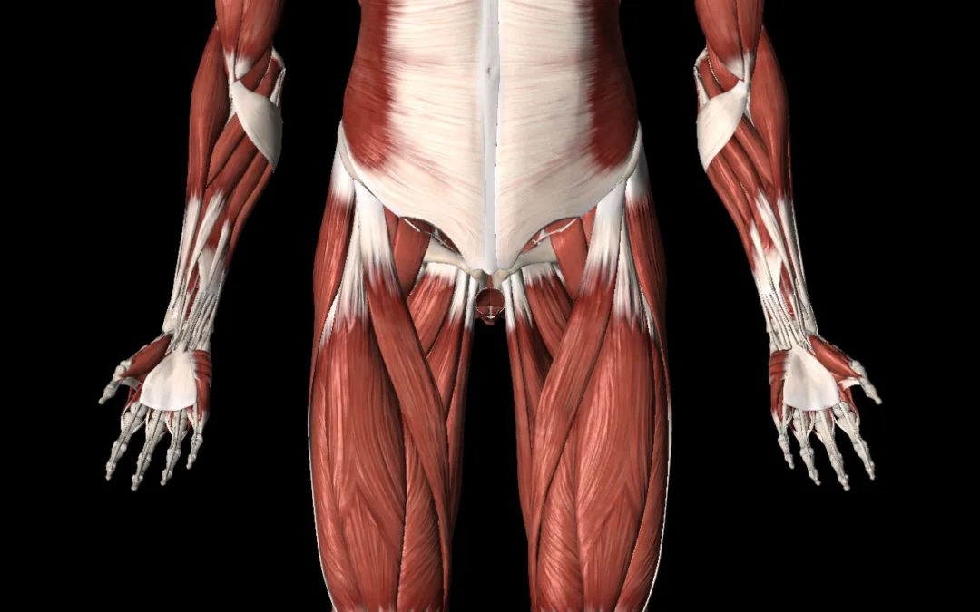 Most Important Muscles for Baseball