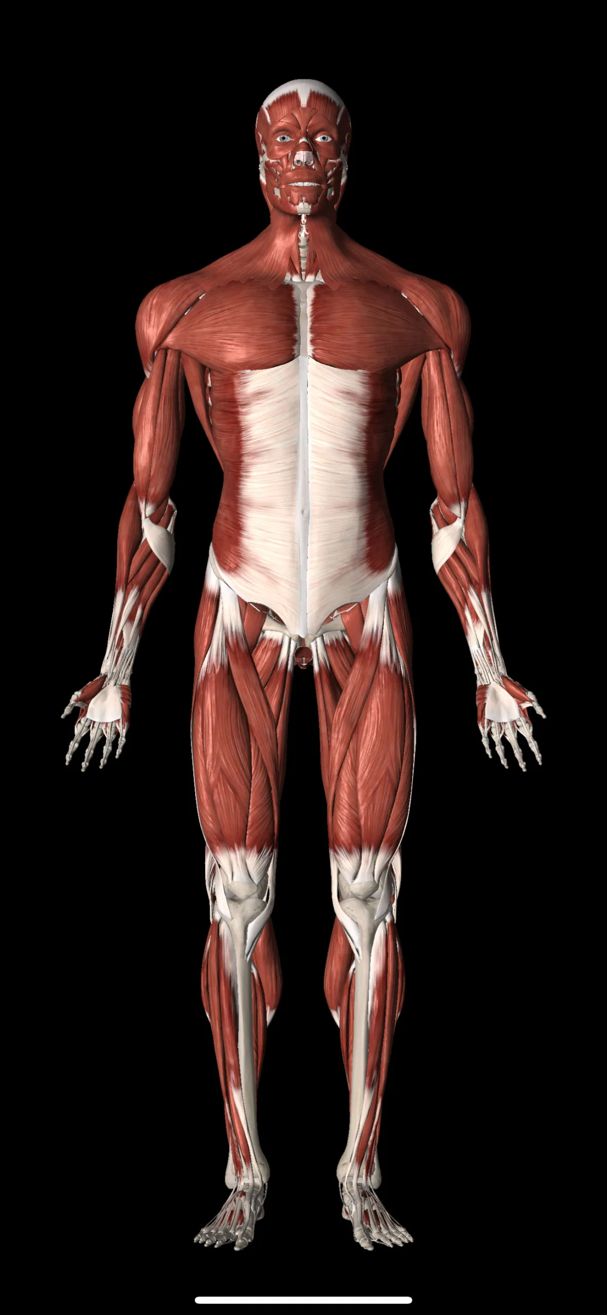 Most Important Muscles for Baseball TopVelocity